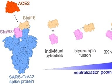 Biparatopic sybodies neutralize SARS-CoV-2 variants of concern and mitigate drug resistance